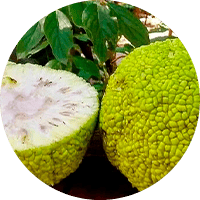 Экстракт камфоры