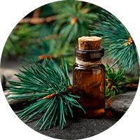 Экстракт листьев берёзы